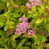 First Editions&reg; Sundrop&trade; Spirea - Nature Hills Nursery - Bareroot - 