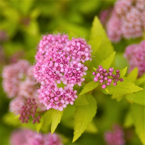 First Editions&reg; Sundrop&trade; Spirea - Nature Hills Nursery - Bareroot - 