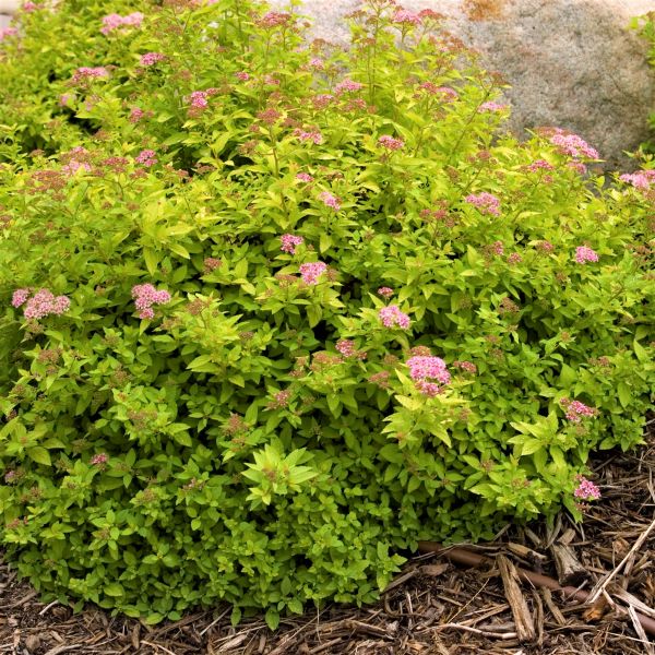 First Editions&reg; Sundrop&trade; Spirea - Nature Hills Nursery - Bareroot - 