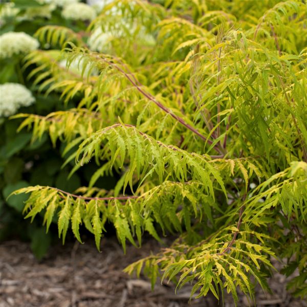 First Editions&reg; Tiger Eyes&reg; Cutleaf Staghorn Sumac Hedge - Nature Hills Nursery - 5.5 Inch Container 8 Pack - 
