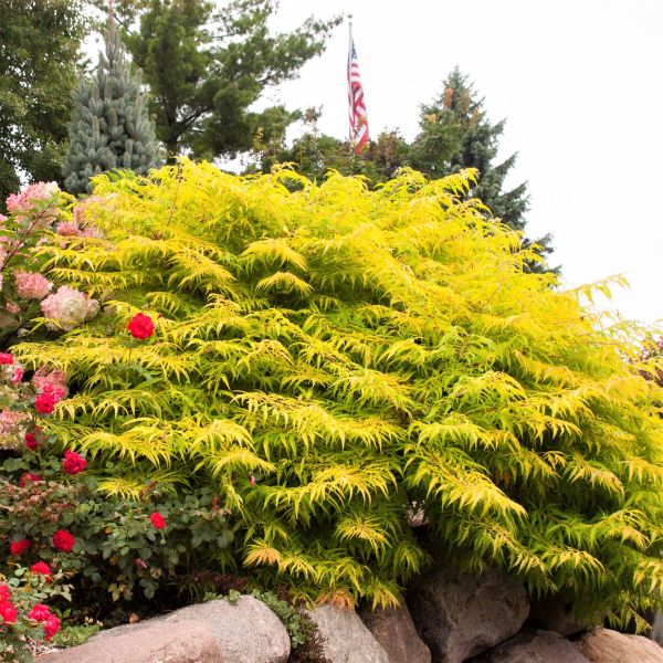 First Editions&reg; Tiger Eyes&reg; Cutleaf Staghorn Sumac Hedge - Nature Hills Nursery - 5.5 Inch Container 8 Pack - 