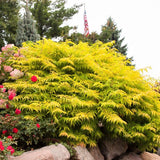 First Editions&reg; Tiger Eyes&reg; Cutleaf Staghorn Sumac Hedge - Nature Hills Nursery - 5.5 Inch Container 8 Pack - 