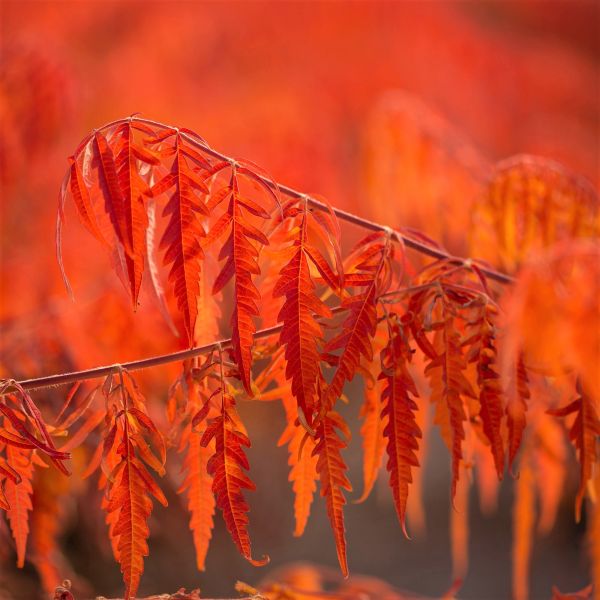 First Editions&reg; Tiger Eyes&reg; Cutleaf Staghorn Sumac Hedge - Nature Hills Nursery - 5.5 Inch Container 8 Pack - 