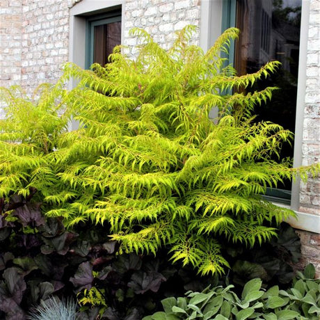 First Editions&reg; Tiger Eyes&reg; Cutleaf Staghorn Sumac Hedge - Nature Hills Nursery - 5.5 Inch Container 8 Pack - 