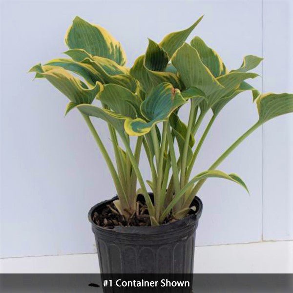 Perennial foliage of First Frost Hosta (Hosta 'First Frost') in a garden setting.