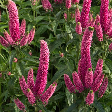 First Kiss Veronica - Perennial - Nature Hills Nursery - 1 Container - 