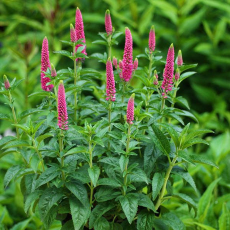First Love Veronica - Perennial - Nature Hills Nursery - 1 Container - 