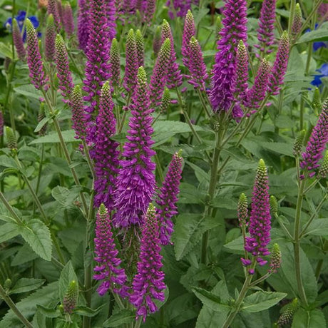 First Match Veronica - Perennial - Nature Hills Nursery - 1 Container - 