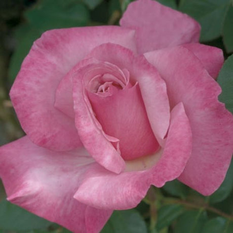 First Prize Hybrid Tea Rose - Rose - Nature Hills Nursery - 3 Container - 