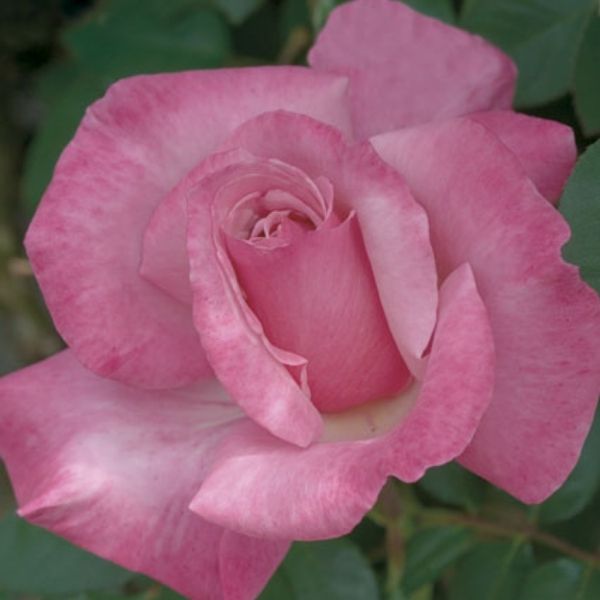 First Prize Hybrid Tea Rose