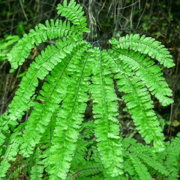 Five Finger Maidenhair Fern (Adiantum aleuticum 'Five Finger'), a perennial featuring perennial and clumping, creeping form.