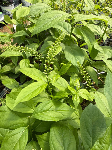 Fizzy Mizzy Sweetspire displays bright green serrated leaves and emerging white flower spikes in a nursery container setting.