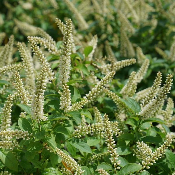 Fizzy Mizzy® Sweetspire Bush (Itea virginica 'SMNIVMM'), a shrub featuring white flowers and deciduous.