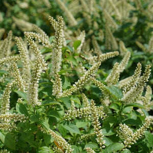Fizzy Mizzy® Sweetspire Bush (Itea virginica 'SMNIVMM'), a shrub featuring white flowers and deciduous.