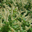 Fizzy Mizzy® Sweetspire Bush
