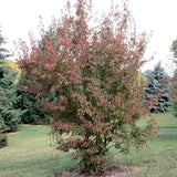 Flame Amur Maple