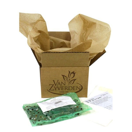 Flame Calla Lily - Nature Hills Nursery - Single Pack - 