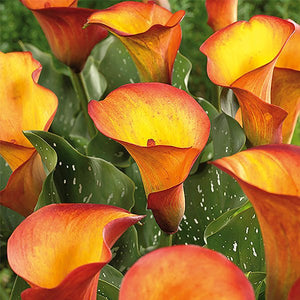 Flame Calla Lily - Nature Hills Nursery - Single Pack - 