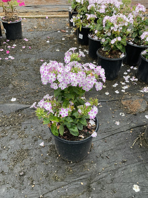 Flame Lilac Star garden phlox growing in a nursery container