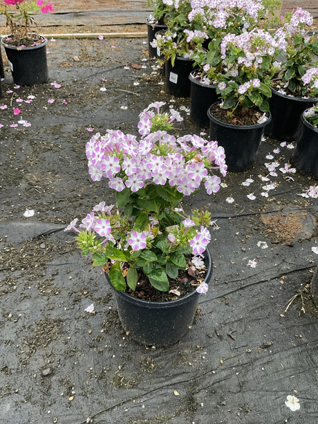 Flame Lilac Star garden phlox growing in a nursery container