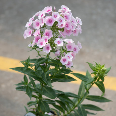 Flame Pro Baby Doll Garden Phlox displaying clusters of soft pink flowers with deep pink centers atop dark green foliage.