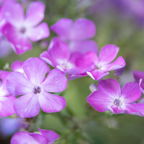 Flame Pro Cerise Garden Phlox blooming with clusters of vivid magenta five-petaled flowers against soft green foliage.