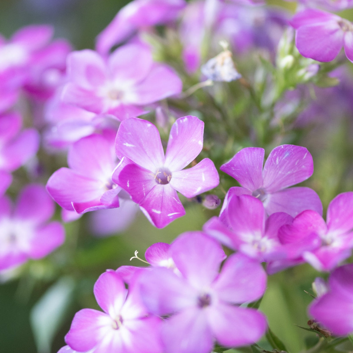Flame Pro Cerise Garden Phlox covered in clusters of bright magenta-pink five-petaled blooms with white centers.