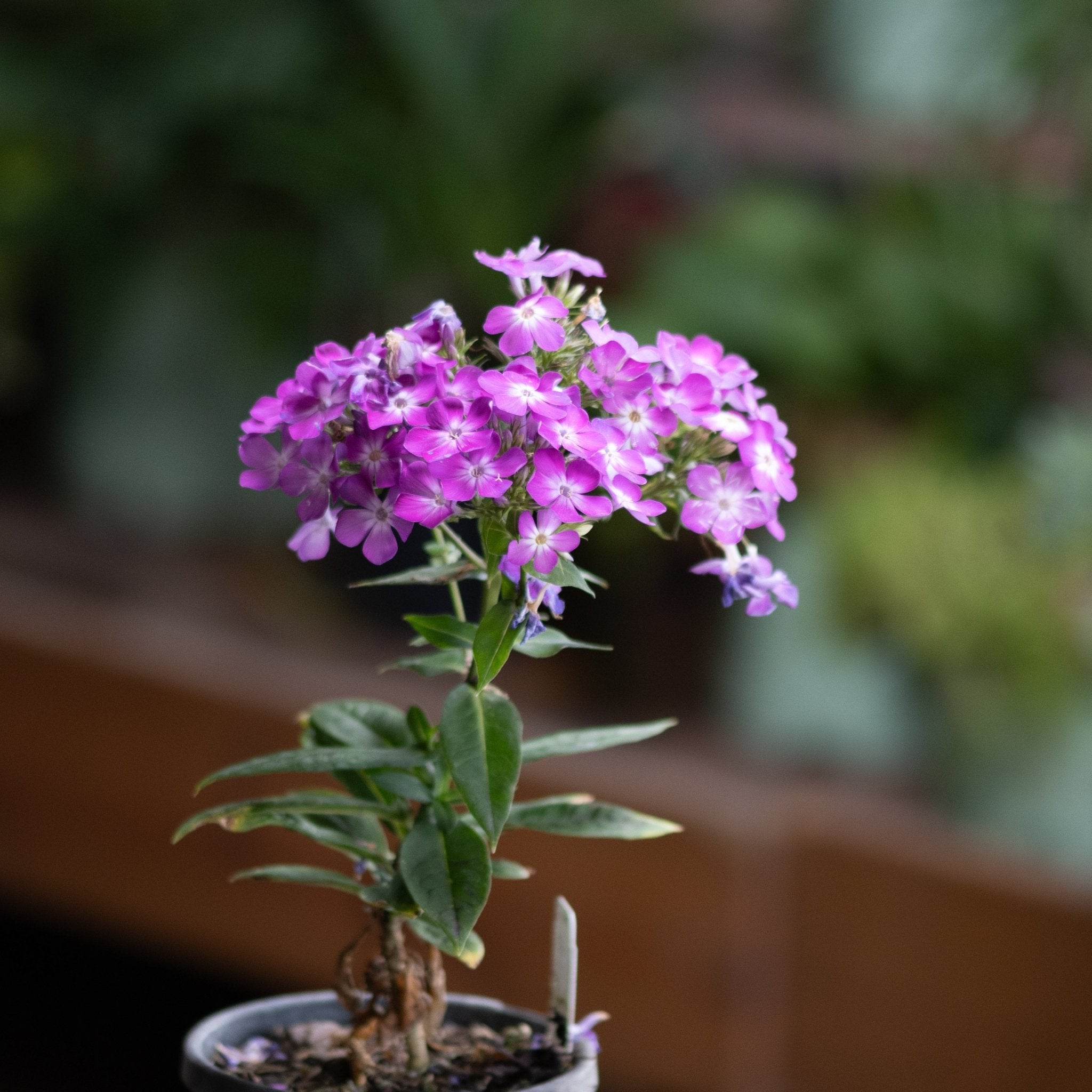Flame® Pro Cerise Garden Phlox | Buy at NatureHills.com