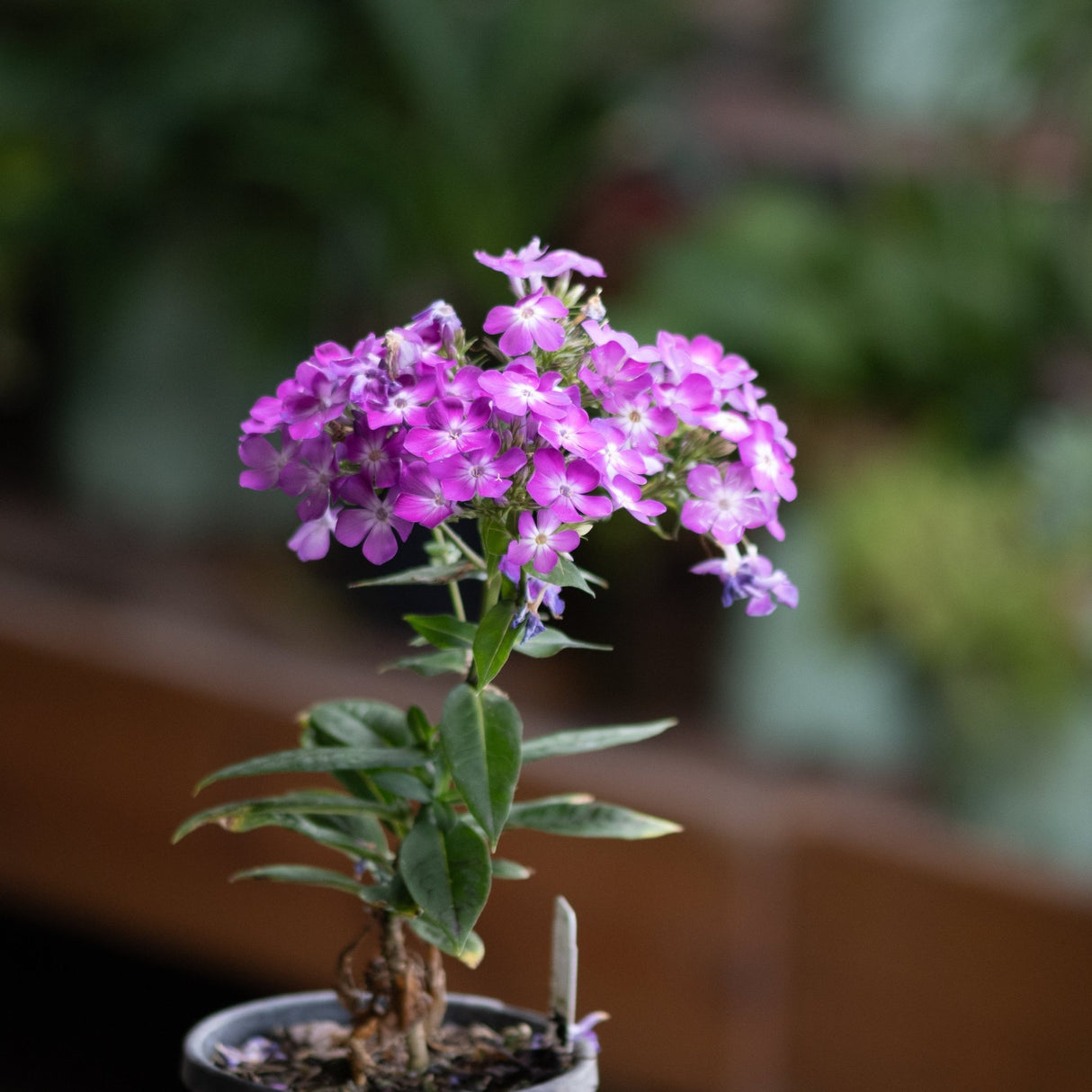 Flame Pro Cerise Garden Phlox blooming in a pot with dense clusters of bright magenta flowers and white centers.