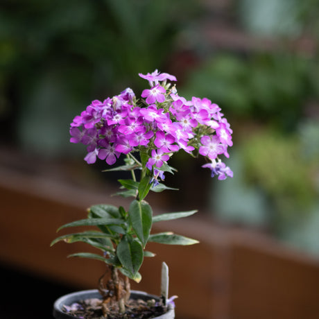 Flame Pro Cerise Garden Phlox blooming in a pot with dense clusters of bright magenta flowers and white centers.