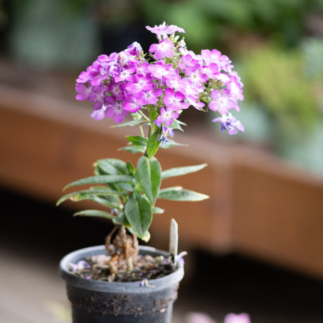 Flame Pro Cerise Garden Phlox blooming in a small container with clusters of bright pink-purple flowers on compact stems.