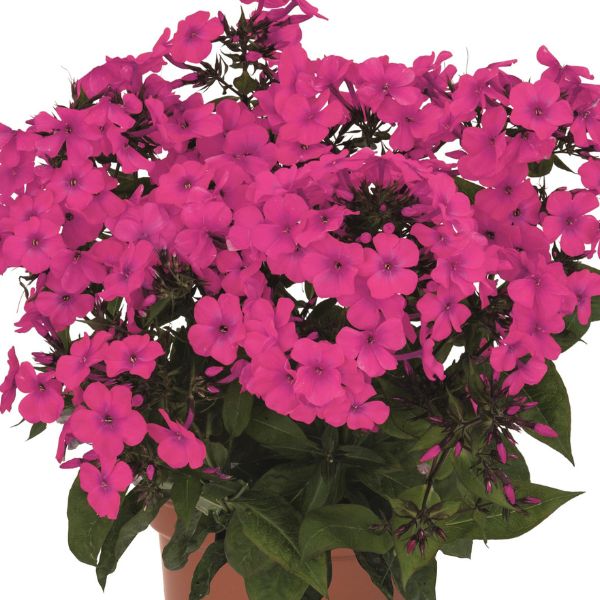 Flame® Pro Cerise Garden Phlox (Phlox paniculata 'Pro Cerise'), a perennial featuring pink flowers and perennial.