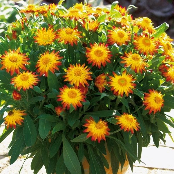 Flame Sundaze Strawflower