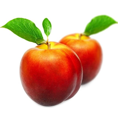 Flamekist Nectarine Tree - Nature Hills Nursery - Paper Pot 4 - 5 Feet - 