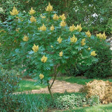 Flameleaf Sumac - Nature Hills Nursery - #3 Container 2 - 3 Feet - 