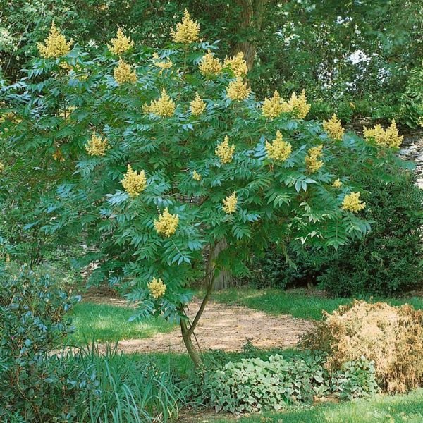 Flameleaf Sumac - Nature Hills Nursery - #3 Container 2 - 3 Feet - 