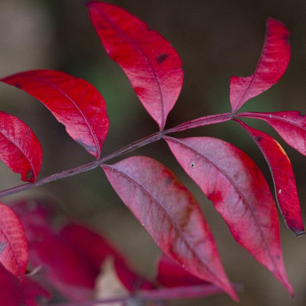 Flameleaf Sumac Fall Color