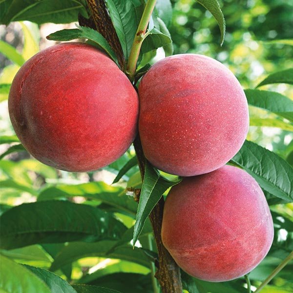 Flamin' Fury&reg; Peach Tree - Nature Hills Nursery - 4 - 5 Feet Bareroot Standard Height - 