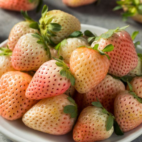 Flamingo Everbearing Strawberry Plant Fruit