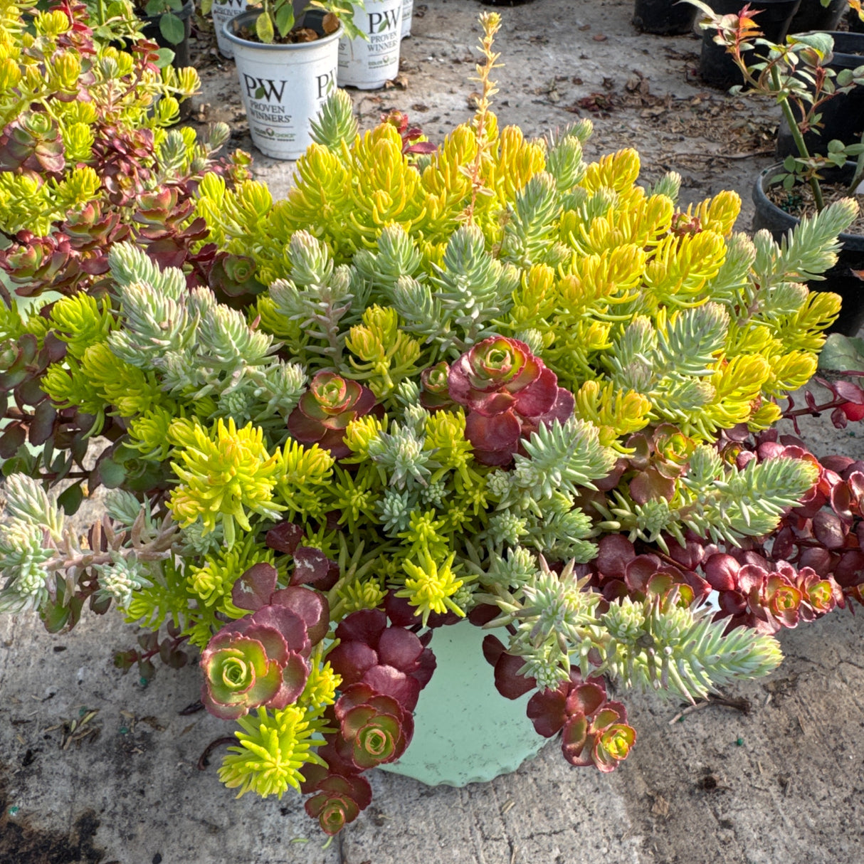 A vibrant container arrangement featuring a mix of red, yellow, and blue-green sedum