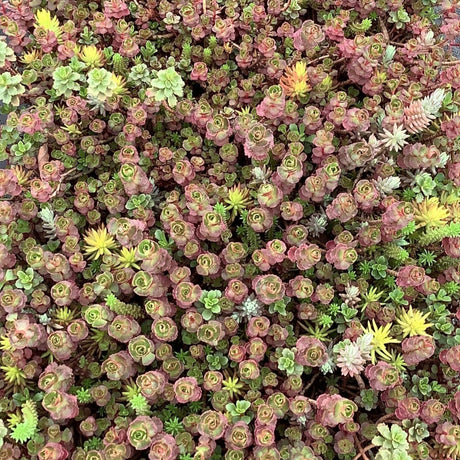 Flaming Carpet™ Catawba Sedum - Succulent - Nature Hills Nursery - 1 Container - 