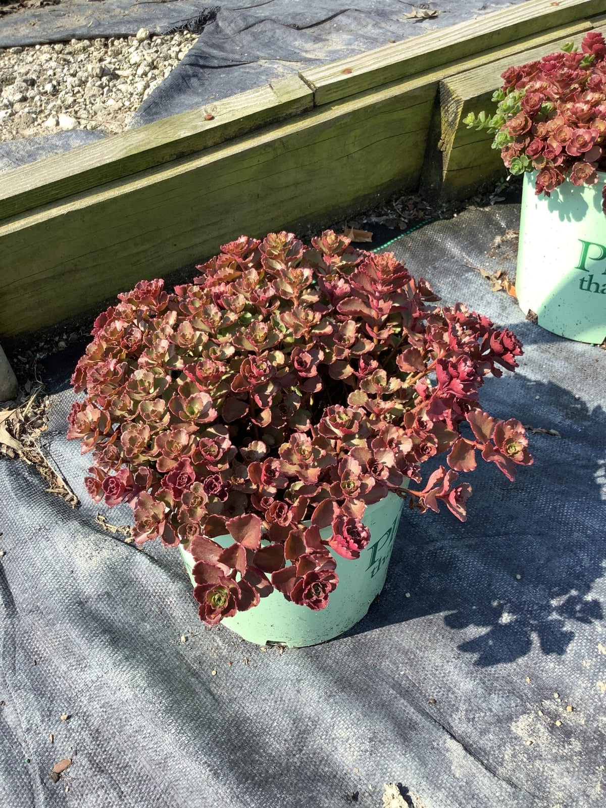 Flaming Carpet™ Merlot Sedum (Sedum 'Flaming Carpet Merlot') plant, crop photo - Jun 11, 2025