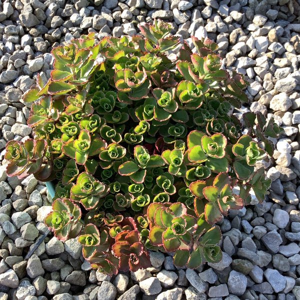 Green succulent plant on a bed of small gray stones