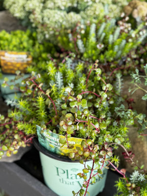 Flaming Carpet Sedum - Perennial - Nature Hills Nursery - 1 Container - 