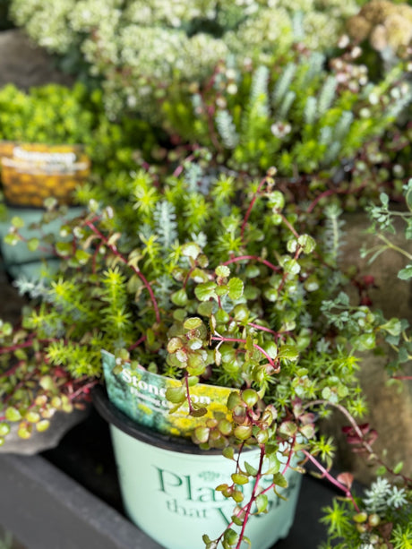 Flaming Carpet Sedum - Perennial - Nature Hills Nursery - 1 Container - 