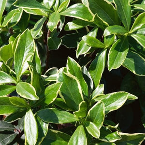 Flaming Silver Andromeda - Nature Hills Nursery - #6 Container 2 Pack - 