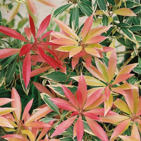 Flaming Silver Andromeda - Nature Hills Nursery - #6 Container 2 Pack - 