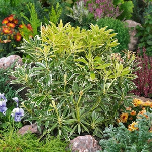 Flaming Silver Andromeda - Nature Hills Nursery - #6 Container 2 Pack - 