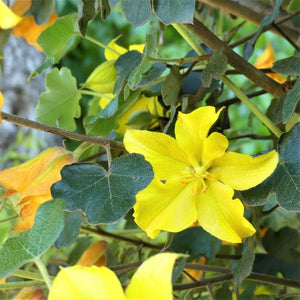 Flannel Bush - Nature Hills Nursery - #1 Container - 