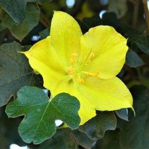 Flannel Bush - Nature Hills Nursery - #1 Container - 